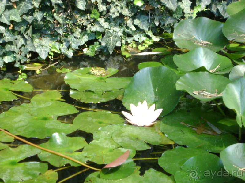 фото Большой Ялты