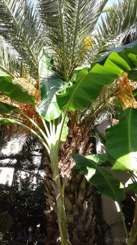 Очень достойно в данной ценовой категории