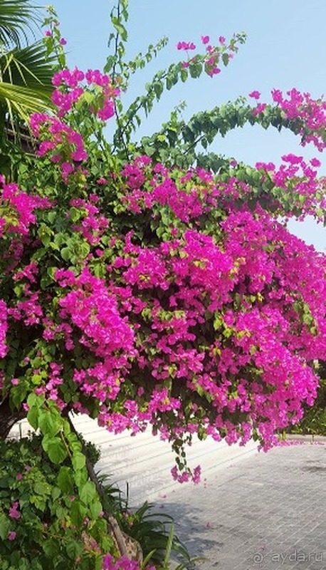 Камрань, Нячанг