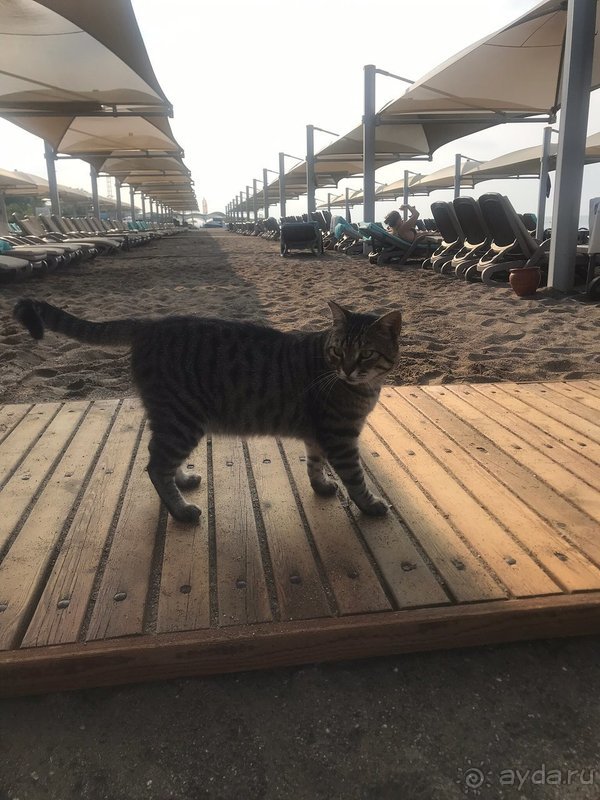 Минусы незначительные по сравнению со многочисленными плюсами