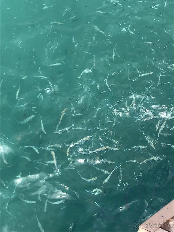 Минусы незначительные по сравнению со многочисленными плюсами