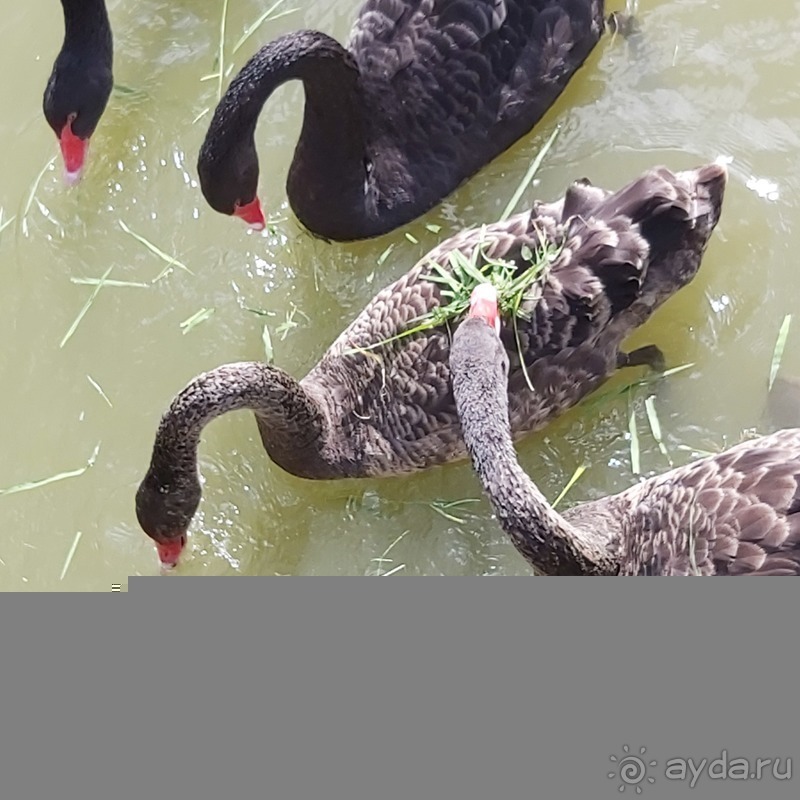 Настоящий город-курорт Сочи (курорт Красная Поляна)