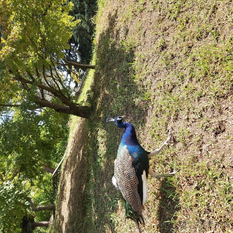 Настоящий город-курорт Сочи (курорт Красная Поляна)