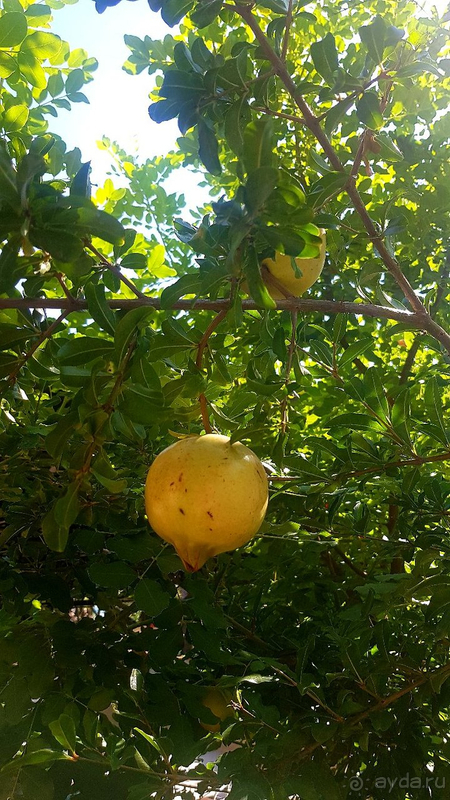 Если вы без детей, то ловить в Belconti вам нечего