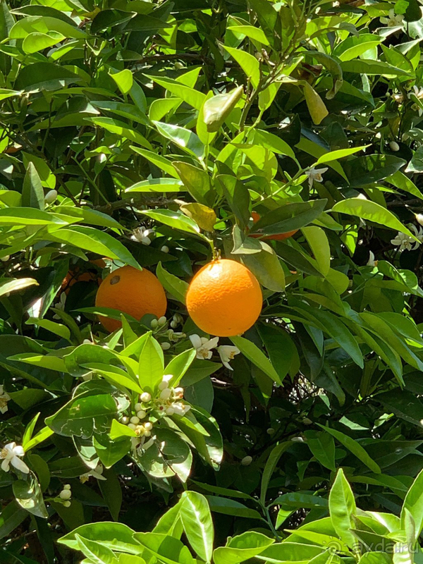 фото Venezia Palace Deluxe Resort