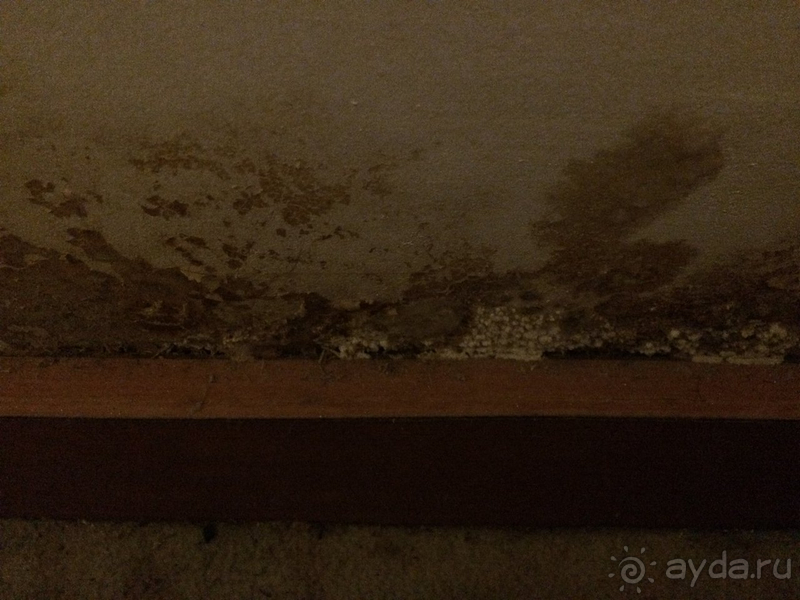 Плесень и грязь.