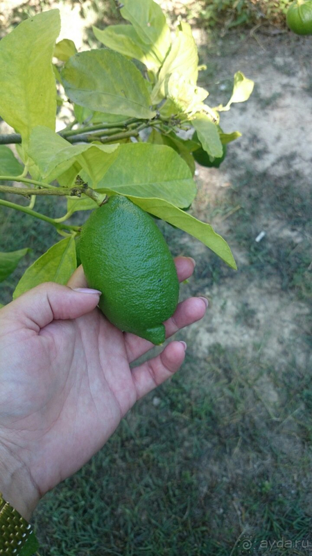 Club Nena - хорошо!