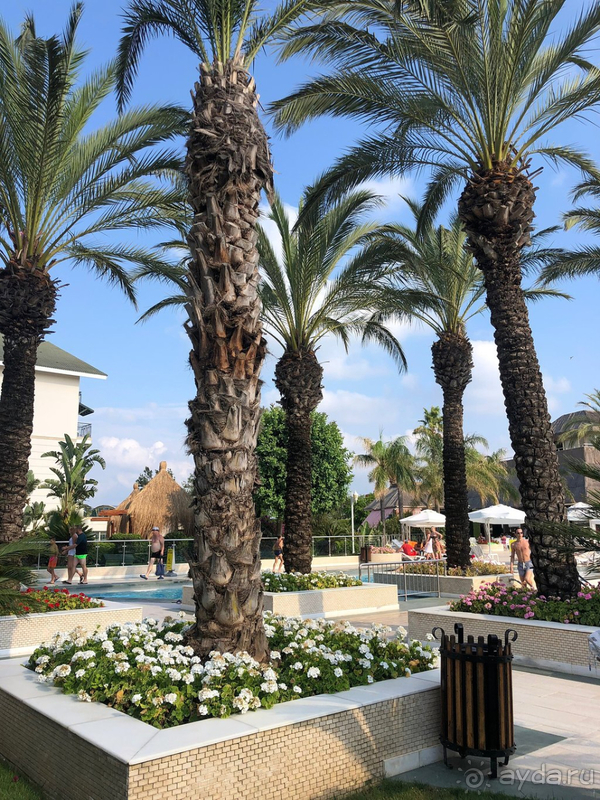 Alva Donna Exclusive - класс!