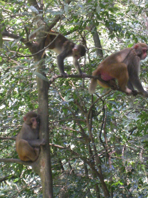 Удивительные горы Чжанцзяцзе