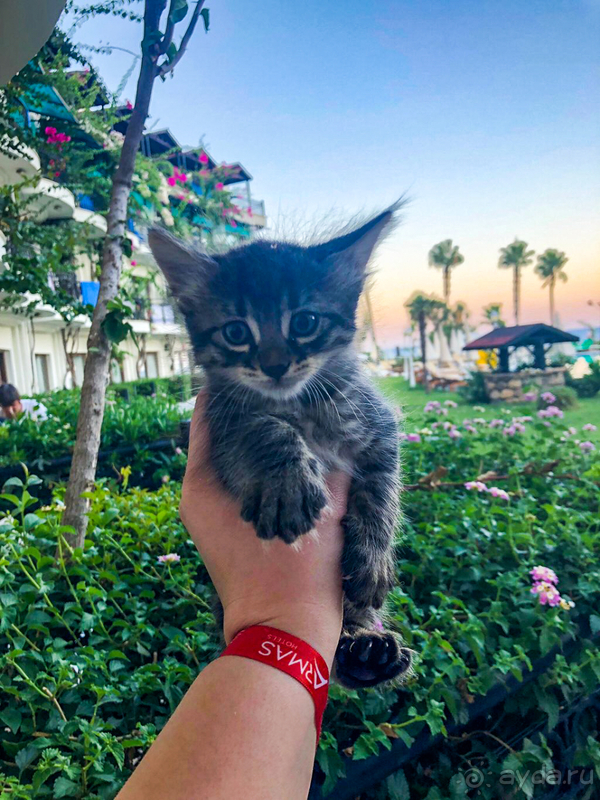 Армас Лабада Бич - хорошо, но есть нюансы