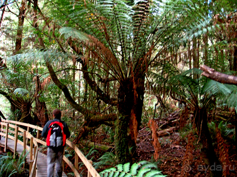 Австралия. Тасмания