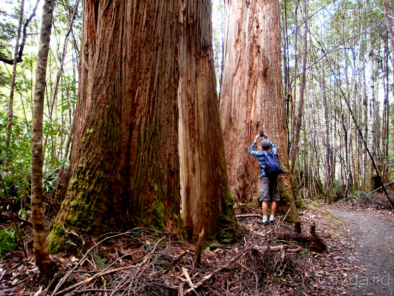 Австралия. Тасмания