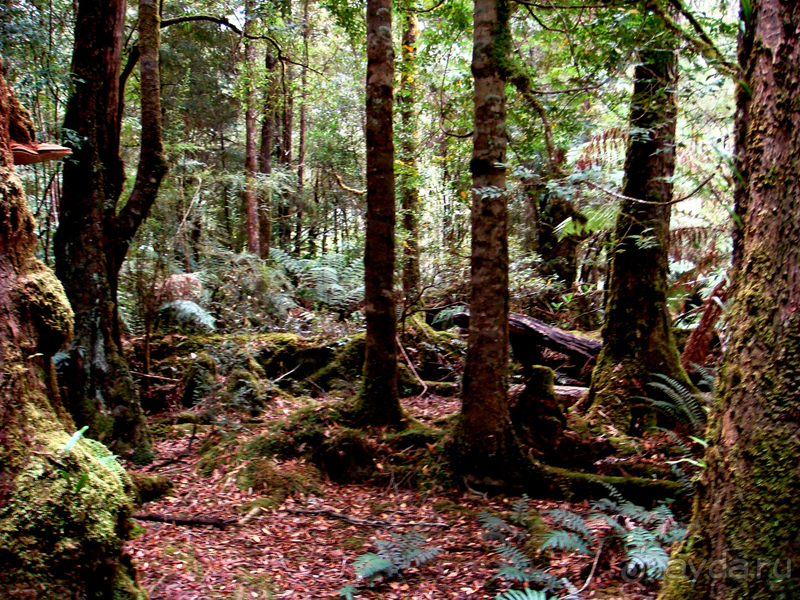 Австралия. Тасмания