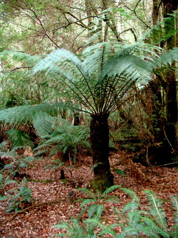 Австралия. Тасмания