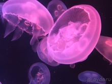 Мой отдых в замечательном отеле Atlantis the Palm 5*