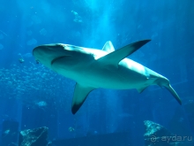 фото Atlantis The Palm