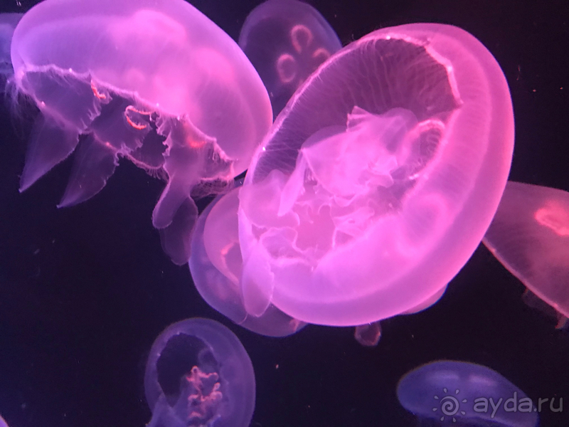 Мой отдых в замечательном отеле Atlantis the Palm 5*