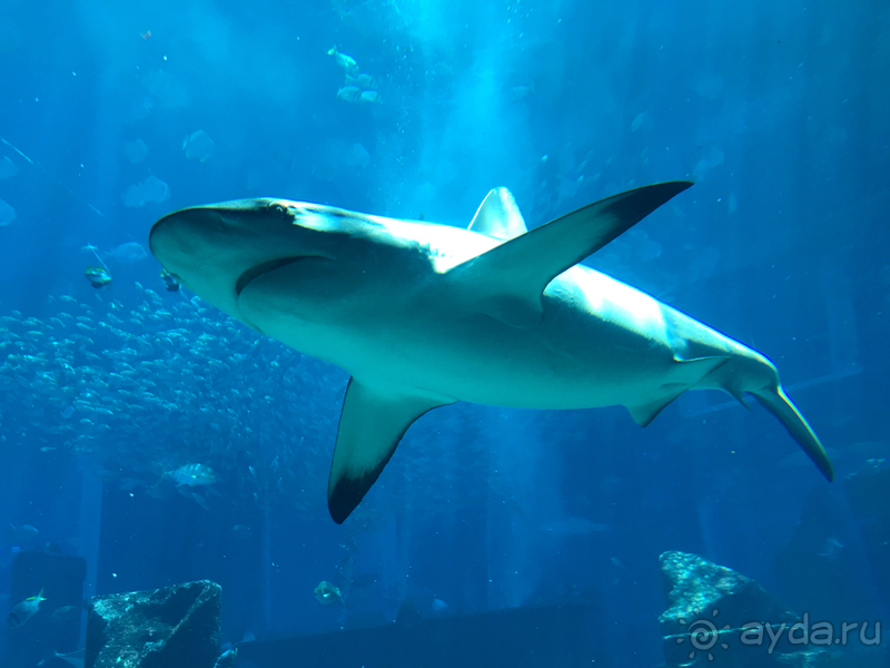 Мой отдых в замечательном отеле Atlantis the Palm 5*