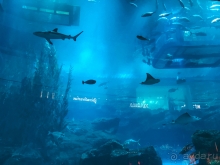 Отдых в ОАЭ