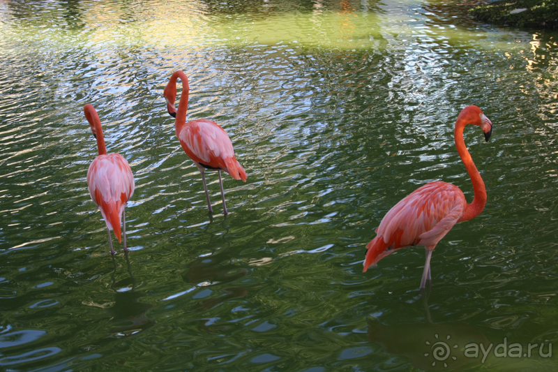 Один из лучших отелей на берегу Карибского моря Один из лучших отелей на берегу Карибского моря
