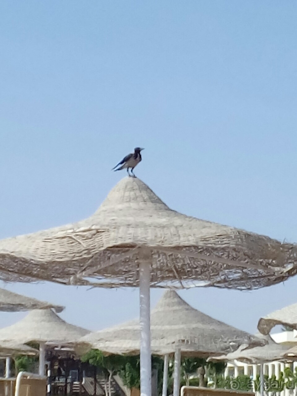 Куда приводят мечты...