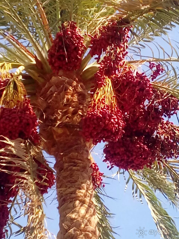 Куда приводят мечты...