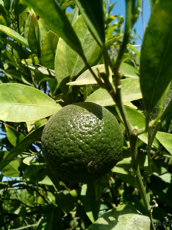 Куда приводят мечты...