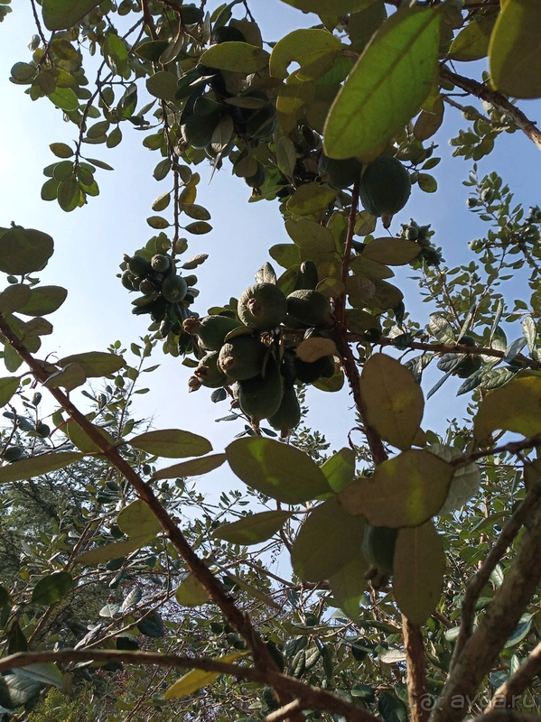 Вероятно, самый удачный отдых в Абхазии!