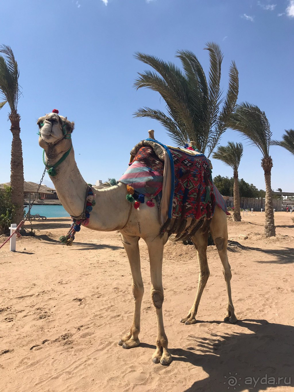 Рано пока лететь в Египет, не готовы они еще...