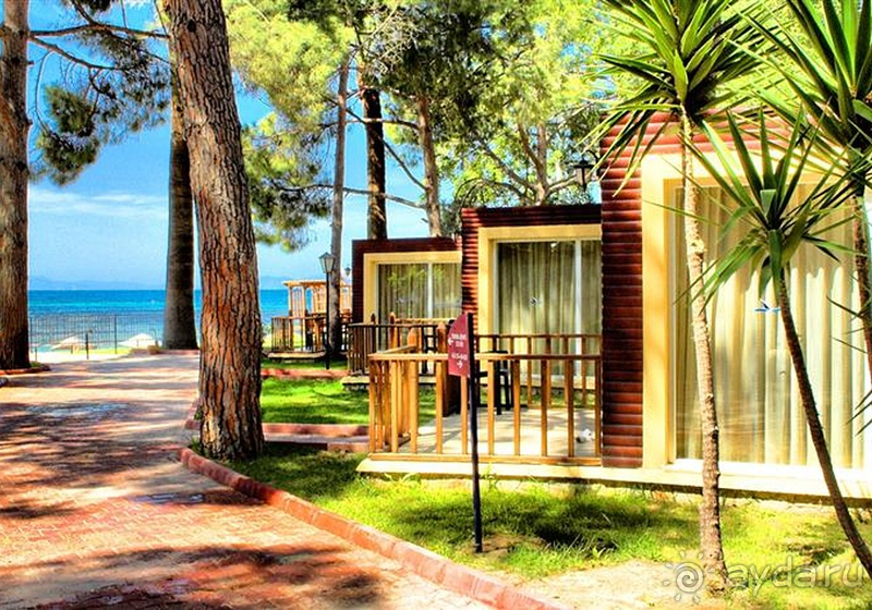 Отдых в кипарисовом лесу