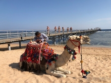 Честный отзыв об отеле Rixos Sharm El Sheikh