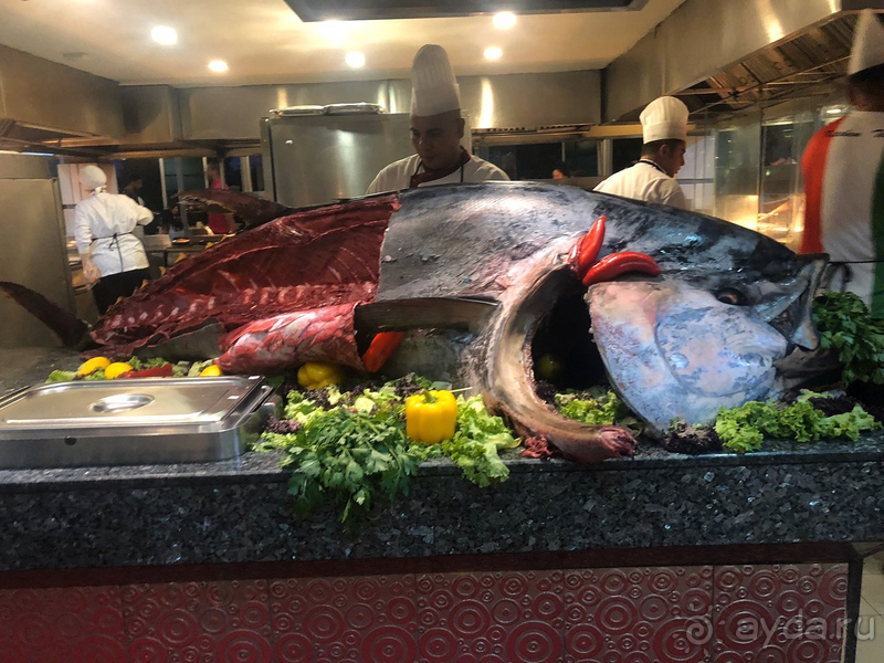 Сеть дельфинов всегда радует