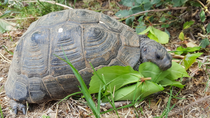 Чудесный тихий отель над городком Турунч
