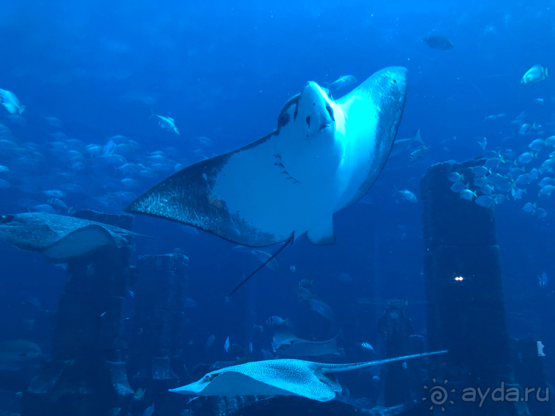 Отдых в Atlantis The Palm, Dubai