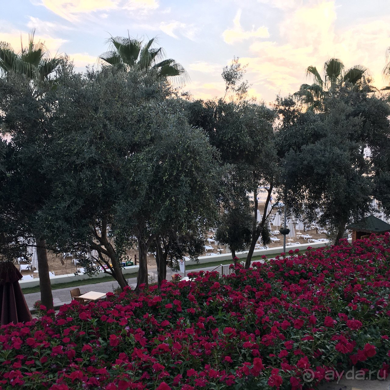 5 ПРИЧИН ВЫБРАТЬ Barut Arum