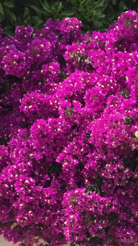 фото Ela Excellence Resort Belek