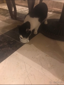 фото Ela Excellence Resort Belek