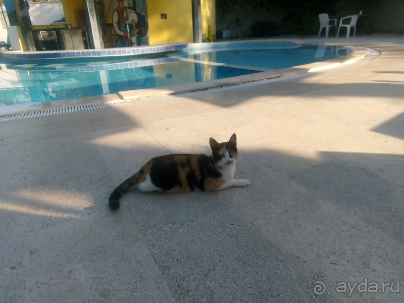 Уютный оазис для котиков, пенсионеров и активных туристов