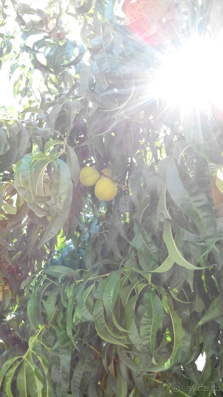 Неплохо, но не без минусов! 