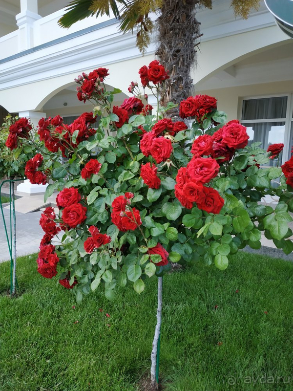 Максимум комфорта и услуг + близко к Ялте!