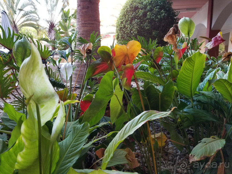 Отель на Юге Тенерифе