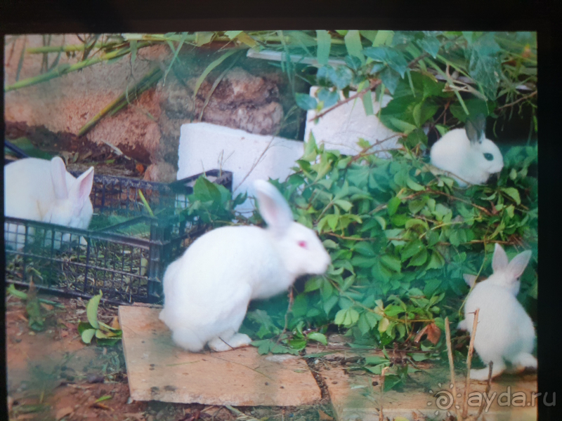 Неоправданно высокая стоимость путевки