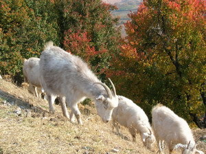 Бостанлыкский район. Природный уголок Узбекистана.