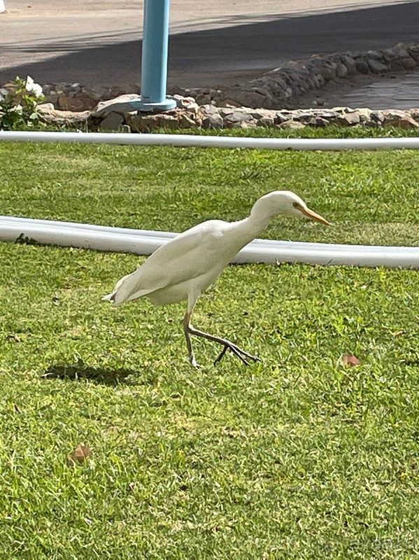 Отель рекомендую для релакса