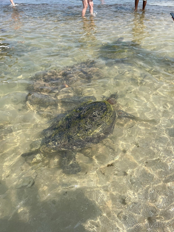 Отличный отель на Шри-Ланке на берегу океана