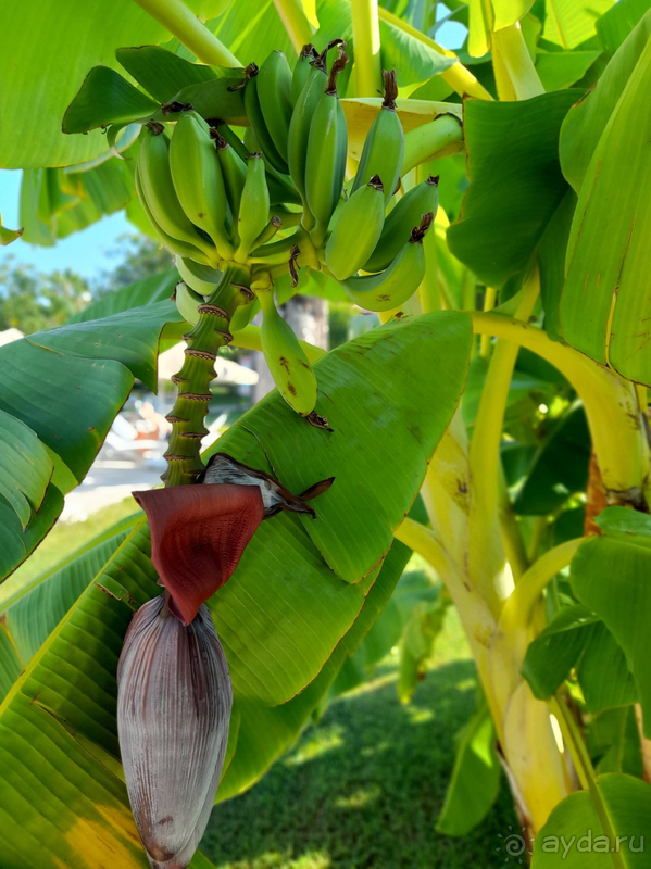 Особенно советую для семей с детьми!