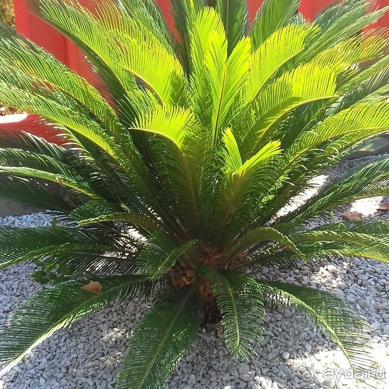 Чудесный отдых в Сочи