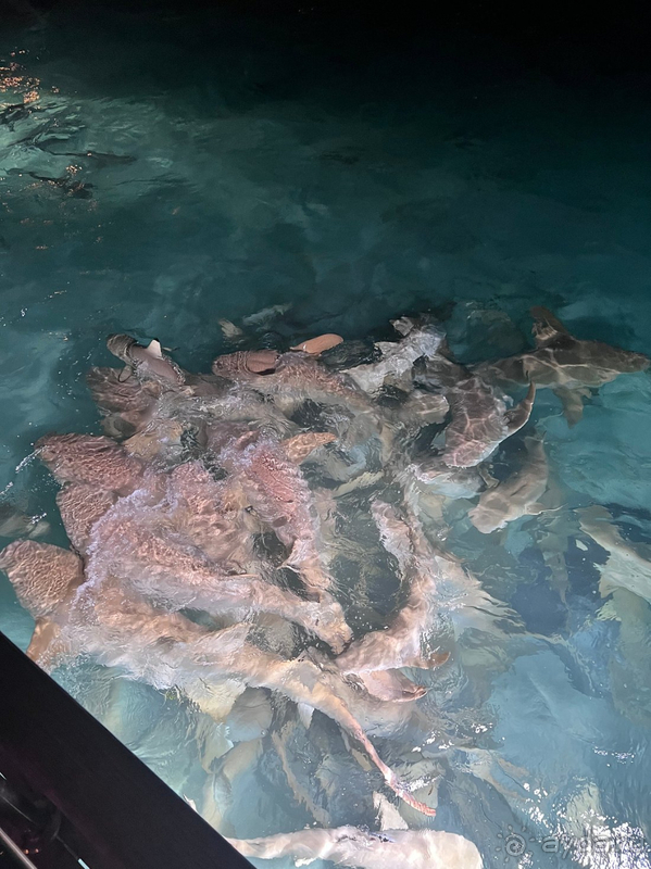 Sun Island Resort & Spa