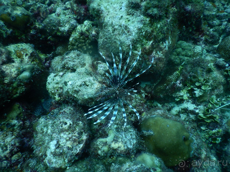 фото  Cora Cora Maldives