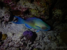 фото  Cora Cora Maldives